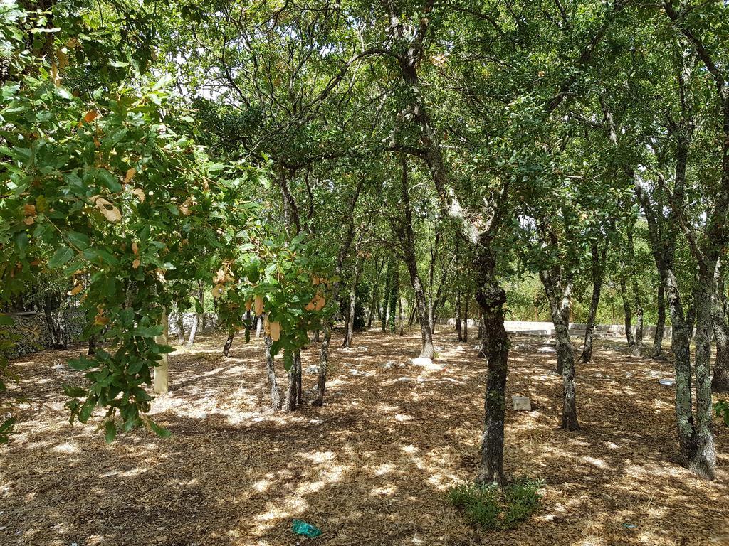 Villa Venus Woods Martina Franca Exteriör bild